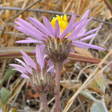4" California Aster Corethrogyne Filaginifolia