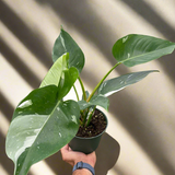 Philodendron 'White Princess'