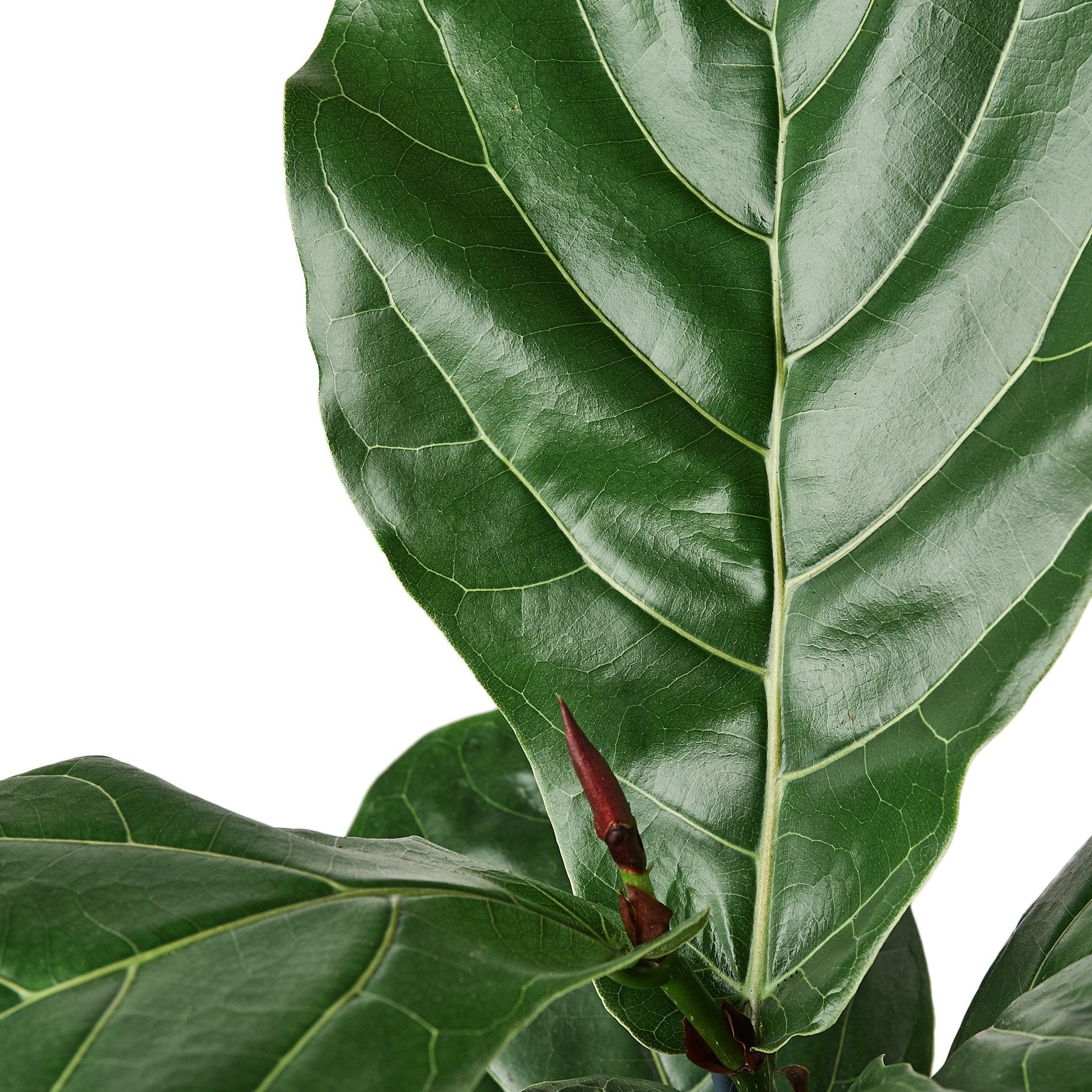 fiddle leaf fig sri lanka Ficus Lyrata 'Fiddle Leaf Fig' – ShopTansy