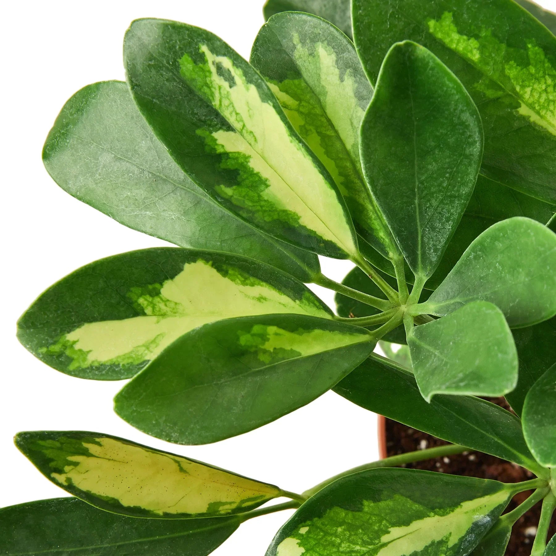 17+ Variegated Schefflera Schefflera Variegated – ShopTansy