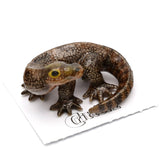 Indonesia Komodo Dragon Porcelain Miniature