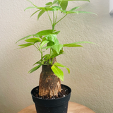 4" Pachira Aquatica (Money Tree)