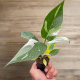 Philodendron 'White Princess'