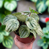 Peperomia 'Watermelon Variegated'