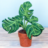 6" Monstera Lechleriana