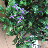 6" Mona Lavender (Plectranthus 'Mona Lavender')