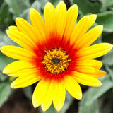 4” Arctotis 'Majec Red-Yellow'