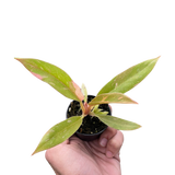 Philodendron Ring of Fire