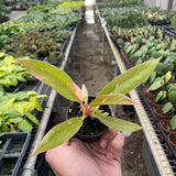Philodendron Ring of Fire