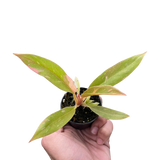 Philodendron Ring of Fire