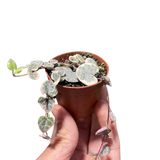 String of Hearts Variegated