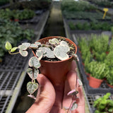 String of Hearts Variegated