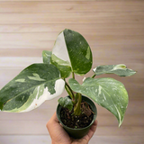 Philodendron 'White Princess'