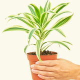 9" Dracaena Song of India