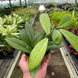 Hoya 'Crassipetiolata'