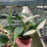 Monstera 'Standeleyana Albo Variegated'