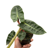 Philodendron 'Billietiae'