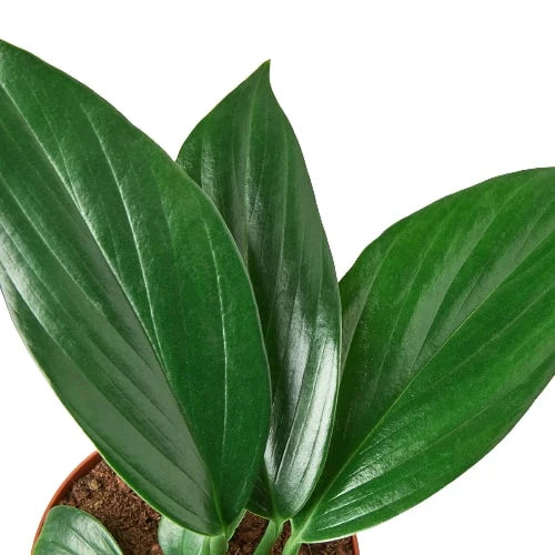 variegated dragon tail philodendron Philodendron 'Dragon Tail' – ShopTansy