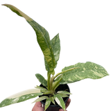 Philodendron Ring of Fire