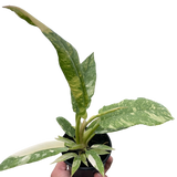 Philodendron Ring of Fire
