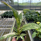 Philodendron Ring of Fire