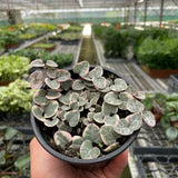 String of Hearts Variegated