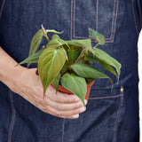Philodendron 'Velvet' Mican