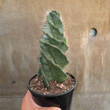 Cereus forbesii 'Spiralis'