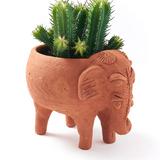 Rakshana Plant Pals - 8 Styles