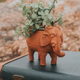 Rakshana Plant Pals - 8 Styles