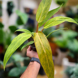 Philodendron 'Orange Marmalade'