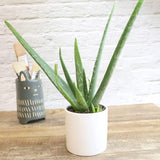 4" Aloe Vera