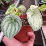 Peperomia 'Watermelon Variegated'