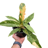 Philodendron Ring of Fire