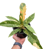 Philodendron Ring of Fire