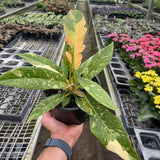 Philodendron Ring of Fire