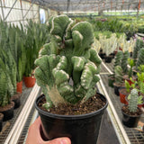 Cereus Coral Green Cactus