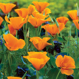 4" Eschscholzia Californica 'Orange King'