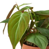 Philodendron 'Velvet' Mican