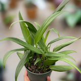 Pothos 'Silver Streak'