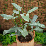 5 Gallon Philodendron Silver Sword (Philodendron hastatum 'Silver Sword')