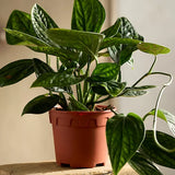 4" Monstera Peru