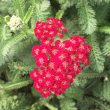 4" Achillea Millefolium Red Velvet