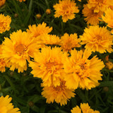 1 Gallon Coreopsis grandiflora ‘Early Sunrise’ – Tickseed