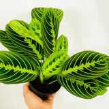 3" Maranta Lemon Lime