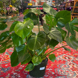 10" Monstera Deliciosa