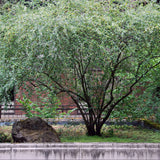 1 Gallon Cercocarpus Betuloides