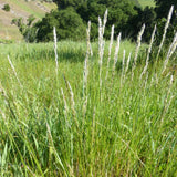 1 Gallon Melica Californica