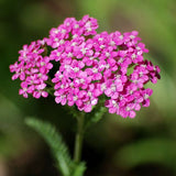 4” Achillea millefolium 'Island Pink'