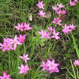 4” Hesperantha bauerii